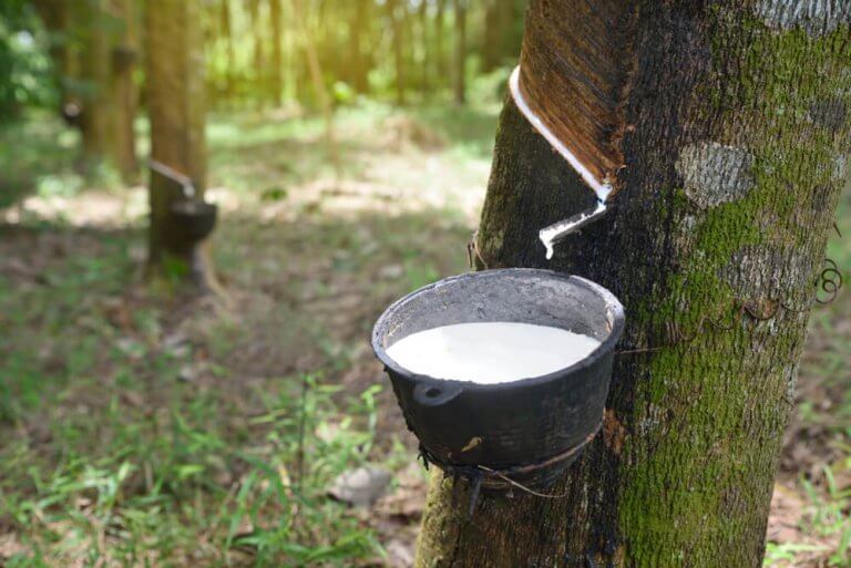 天然乳膠床墊原料：橡膠樹樹汁